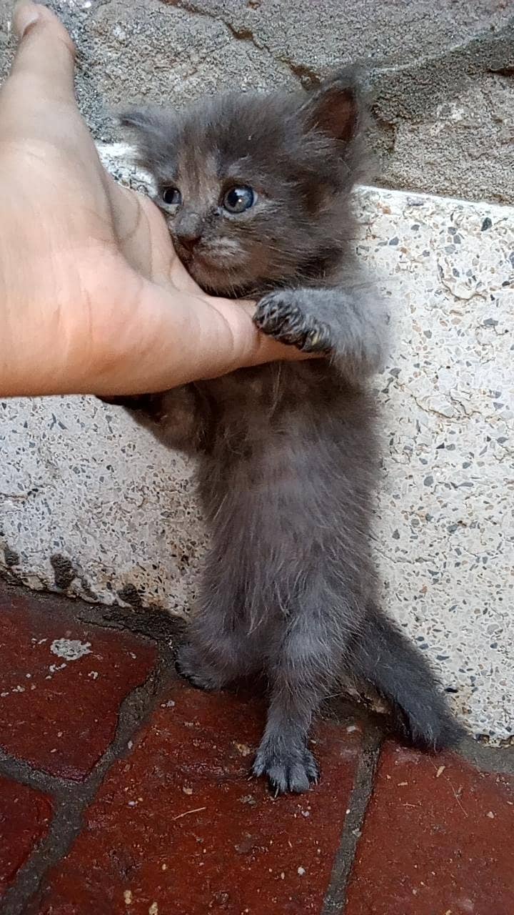 Persian cat 4