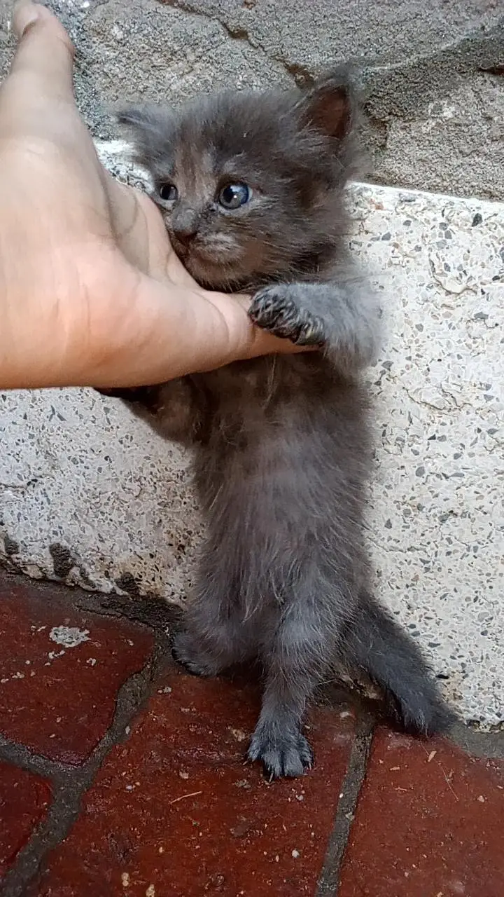 Persian cat — photo 5