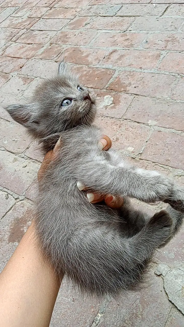 Persian cat — photo 6