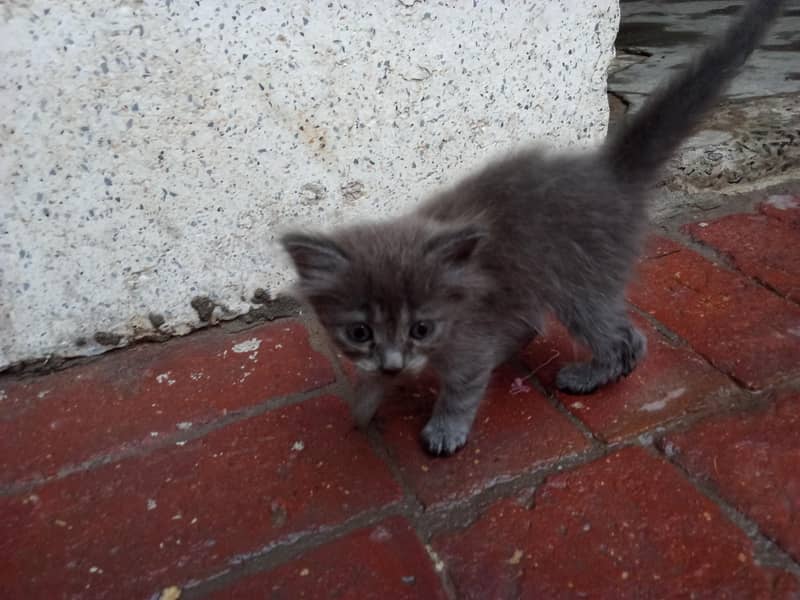 Persian cat 6
