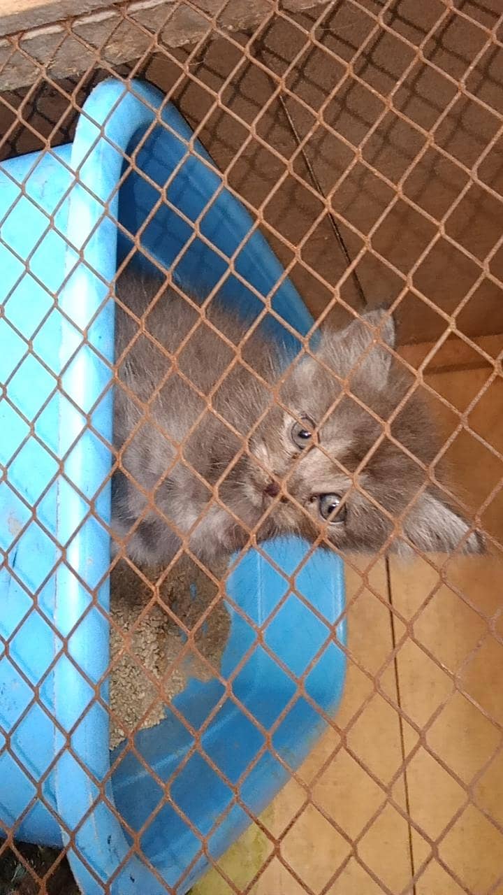Persian cat 7