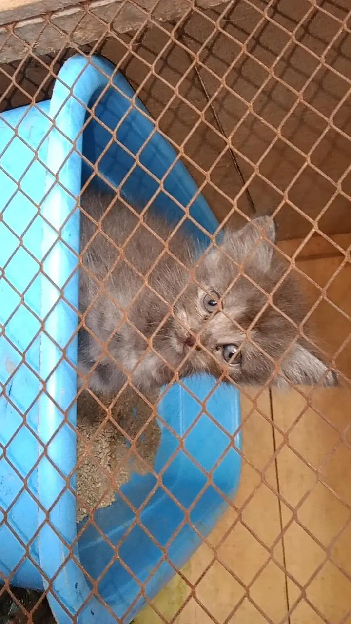 Persian cat — photo 8