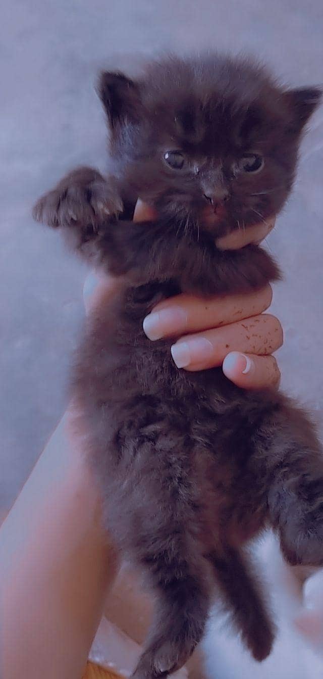 Persian cat 1