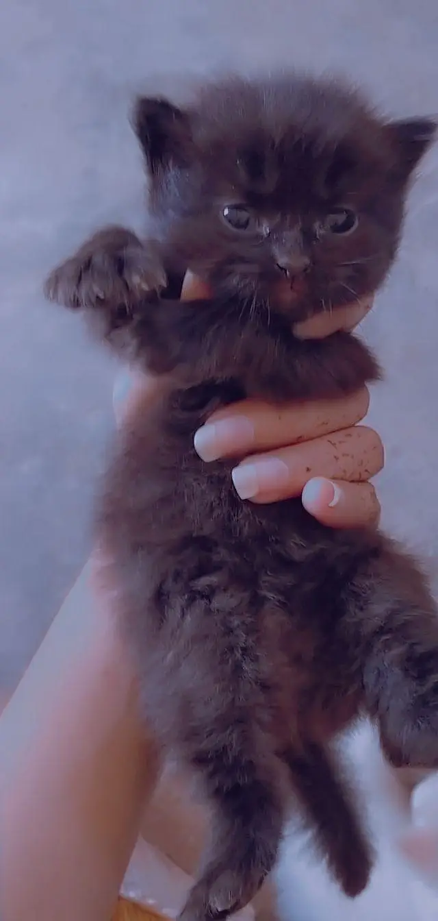 Persian cat — photo 2