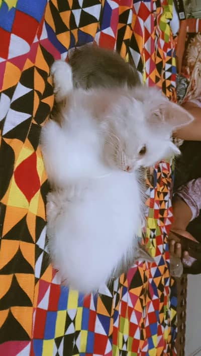 Persian cat