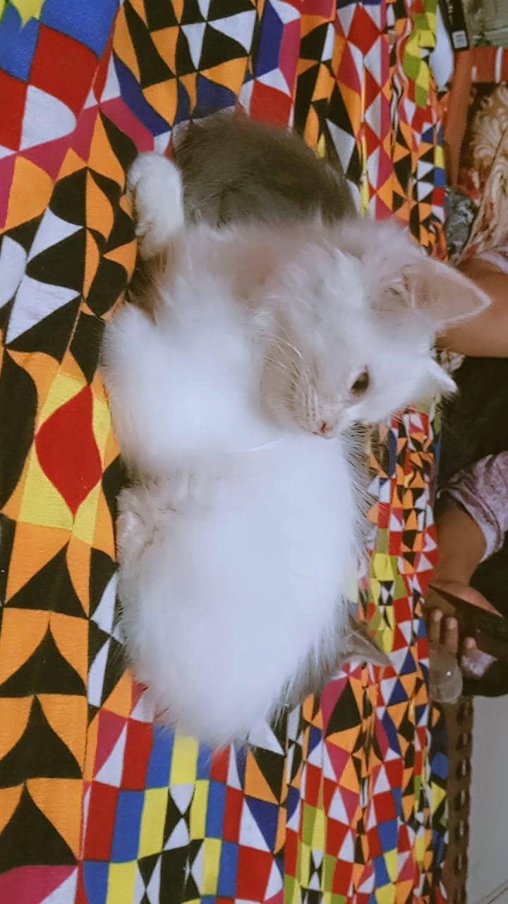 Persian cat 0