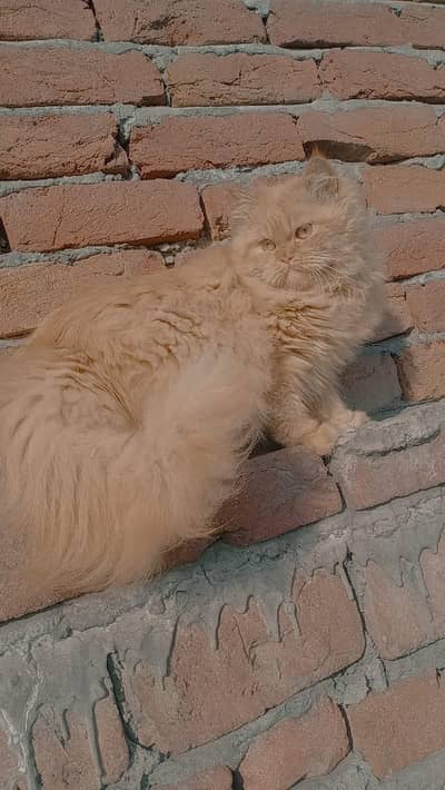 pure persian Punch face male cat