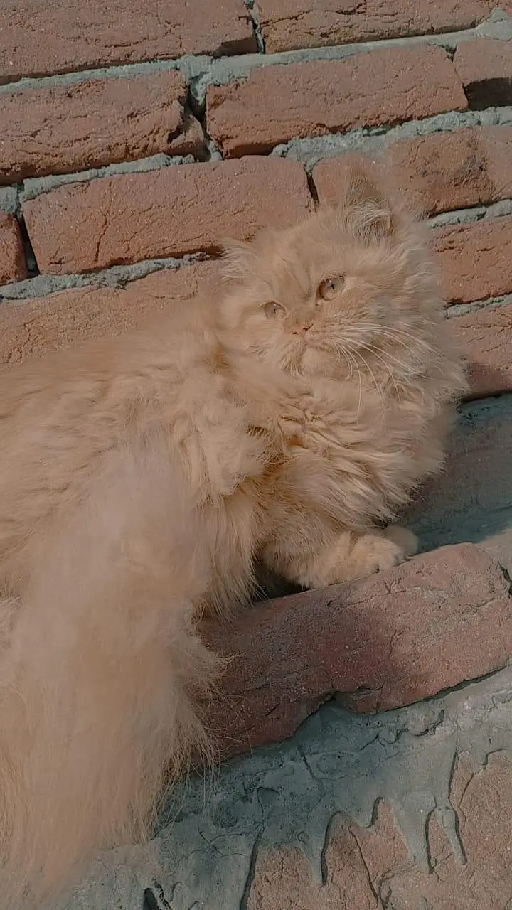 pure persian Punch face male cat — photo 2