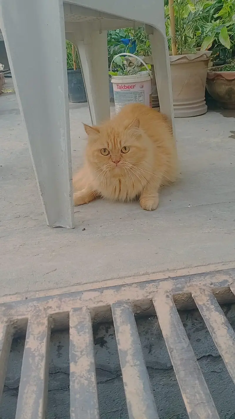 pure persian Punch face male cat — photo 3
