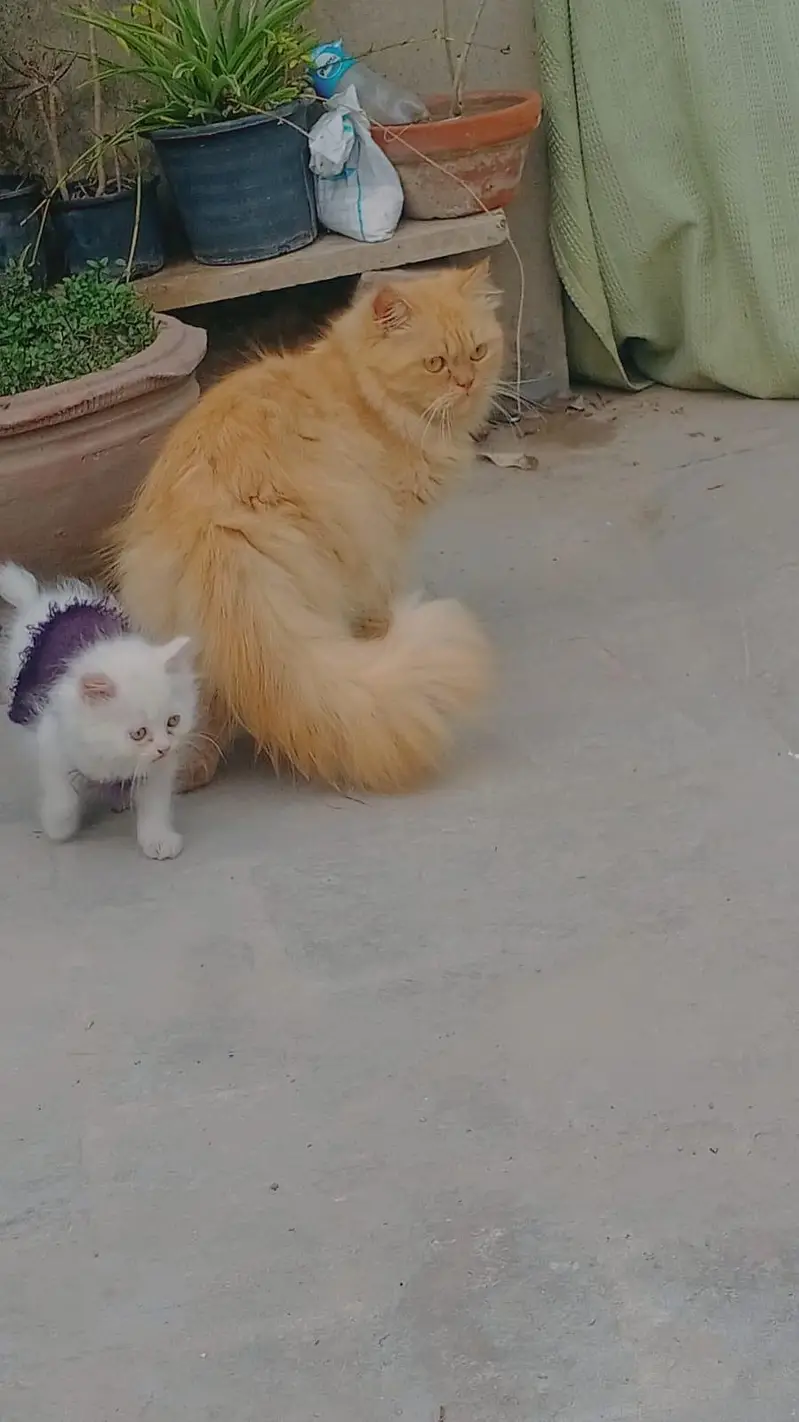 pure persian Punch face male cat — photo 4