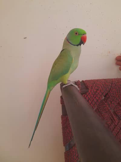 tame male ghr k paly hai