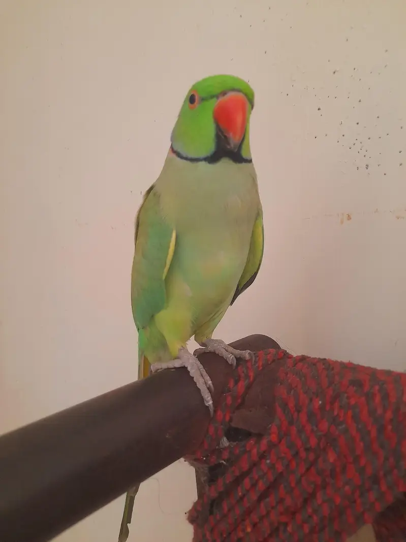 tame male ghr k paly hai — photo 2