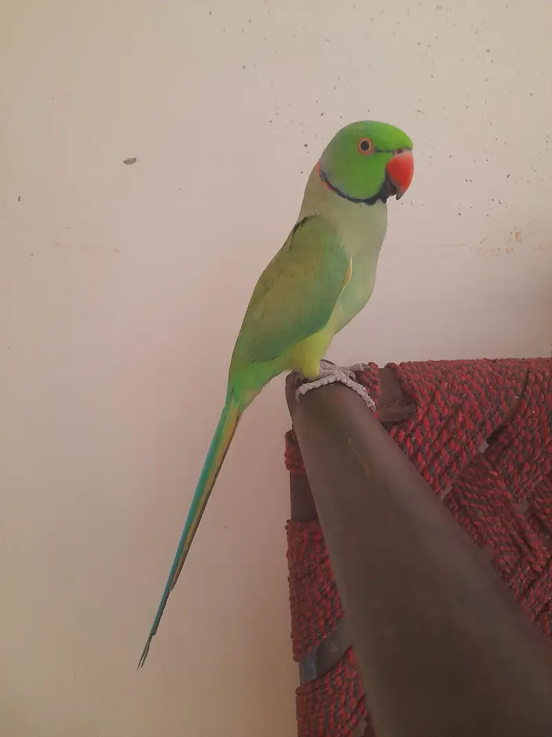 tame male ghr k paly hai — photo 3