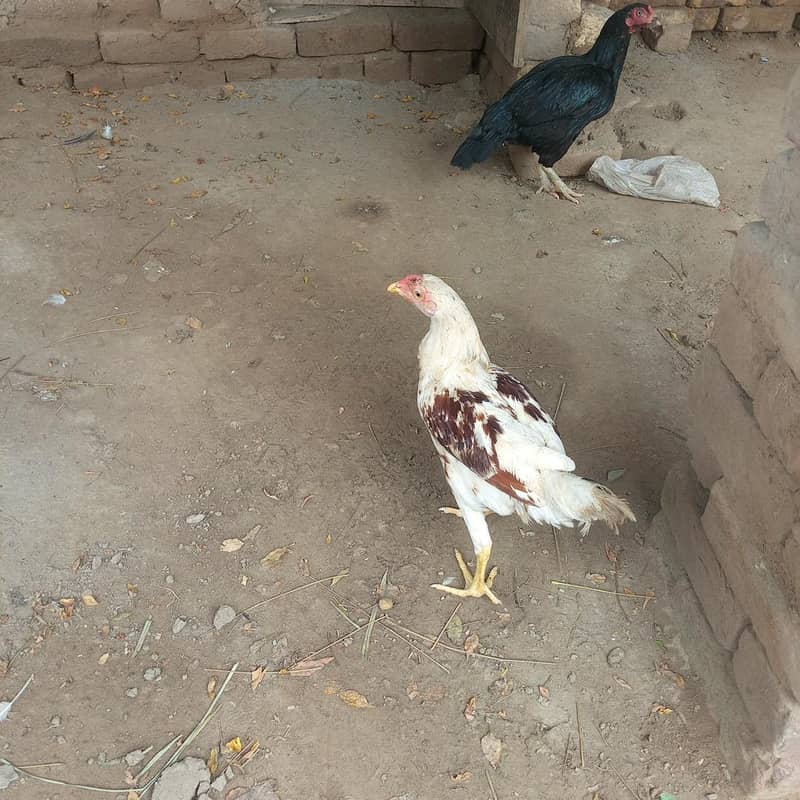 صرف میل 2