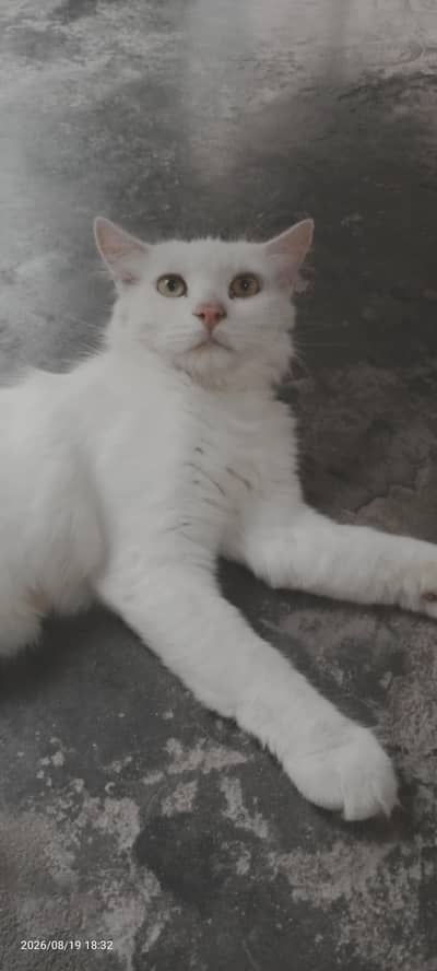 Cat for Sale