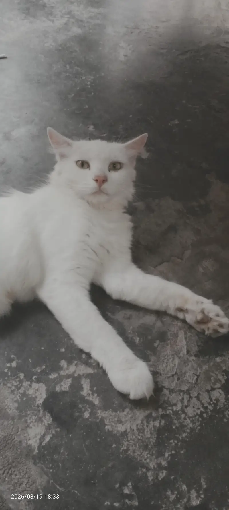 Cat for Sale — photo 2