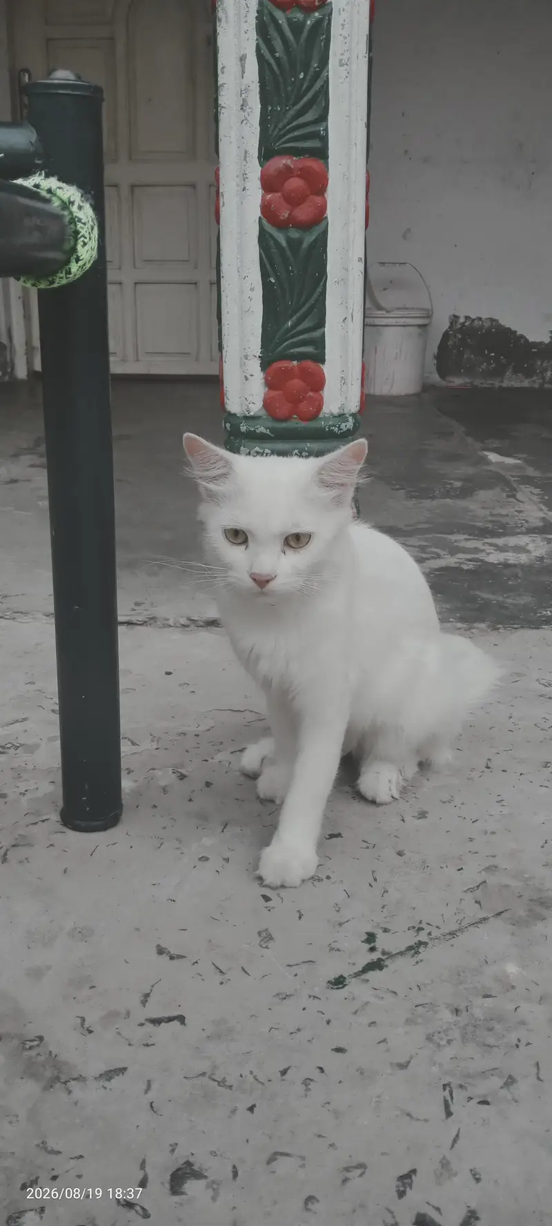 Cat for Sale — photo 3