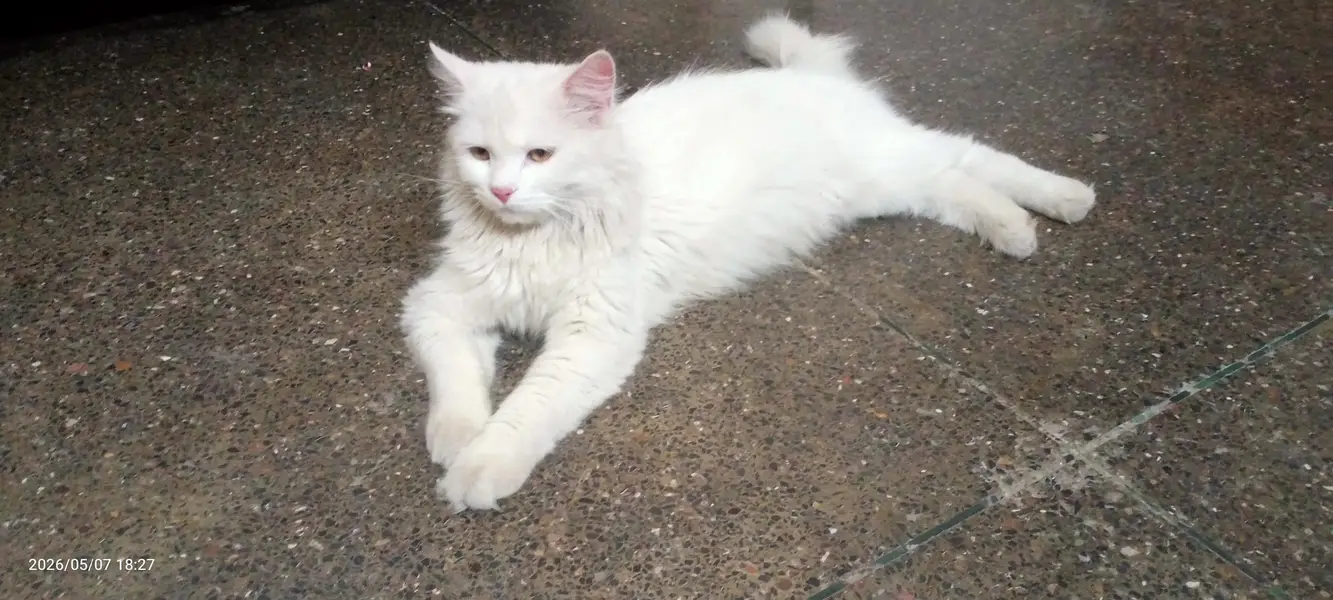 Cat for Sale — photo 4