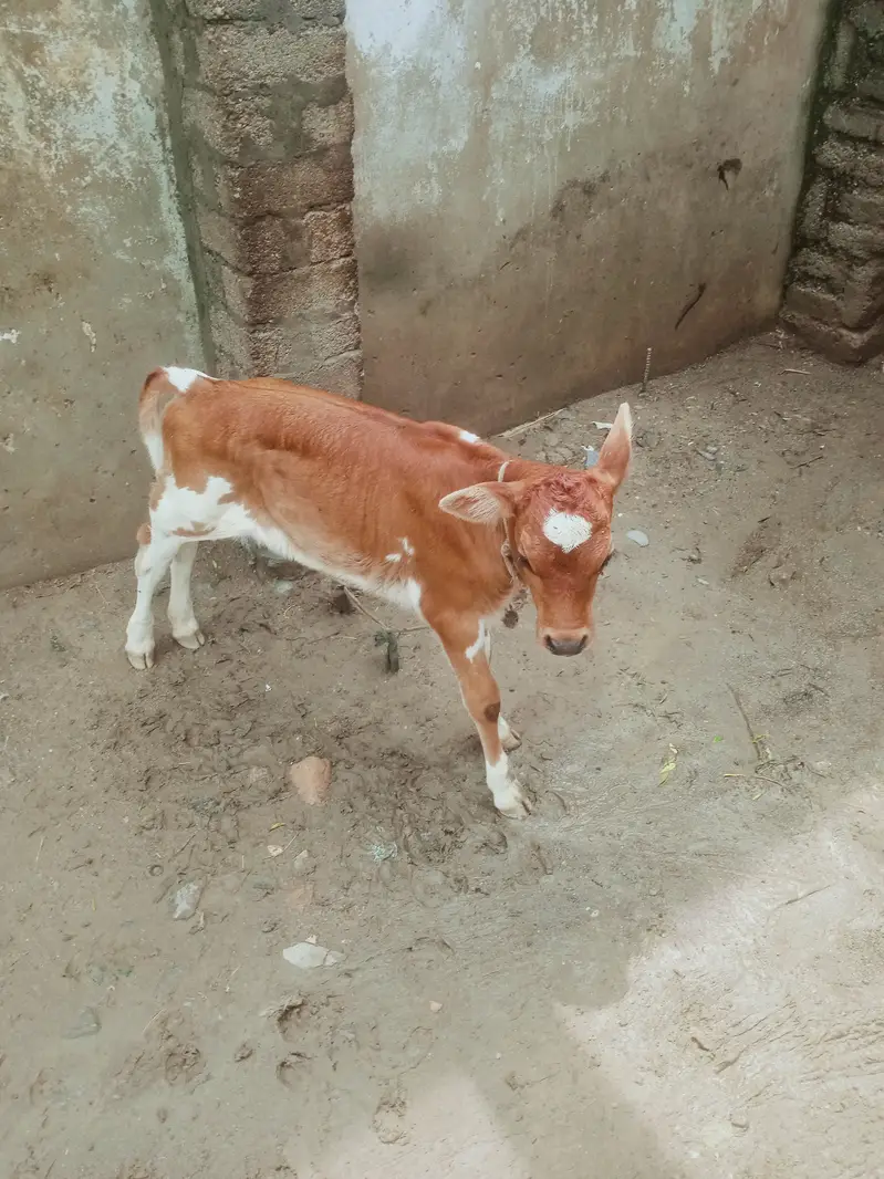 جرسی گاۓ ساتھ  پیور جرسی بچھڑی  براۓ فروحت — photo 2