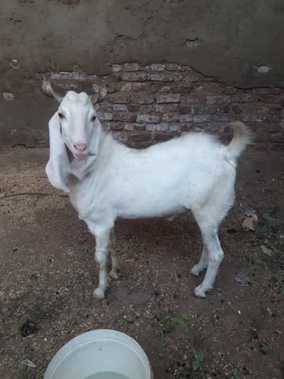 bakra gulabi cross