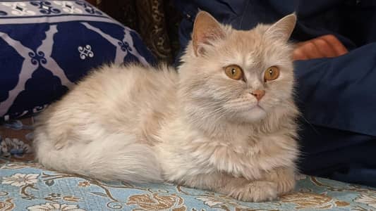 cat for sale