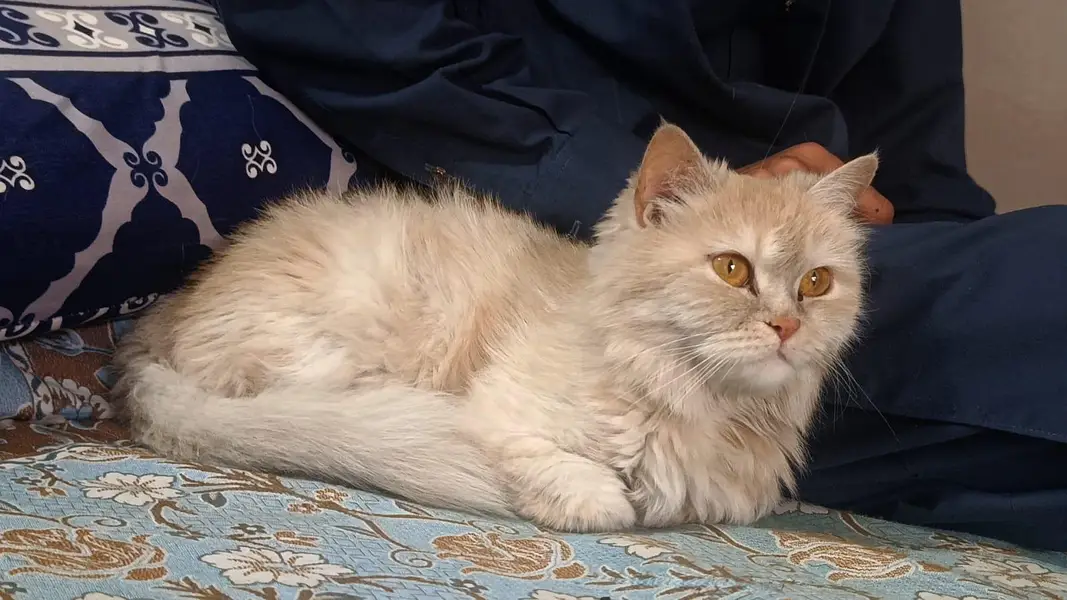 cat for sale — photo 2