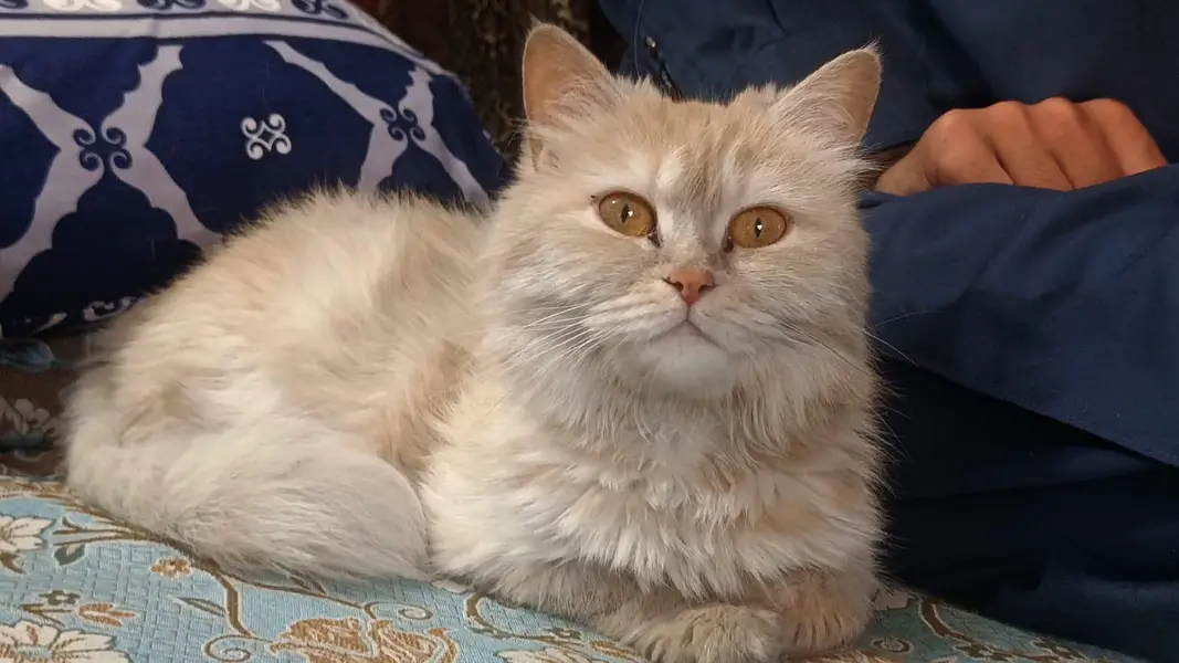 cat for sale — photo 3