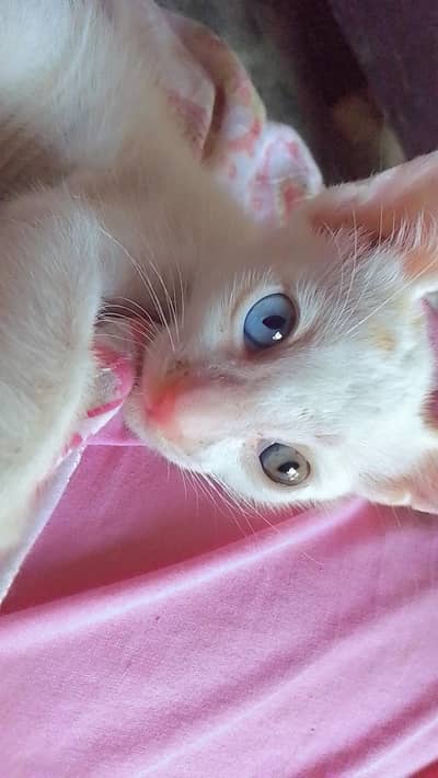 Beautiful white female kitten with unique blue and golden eyes