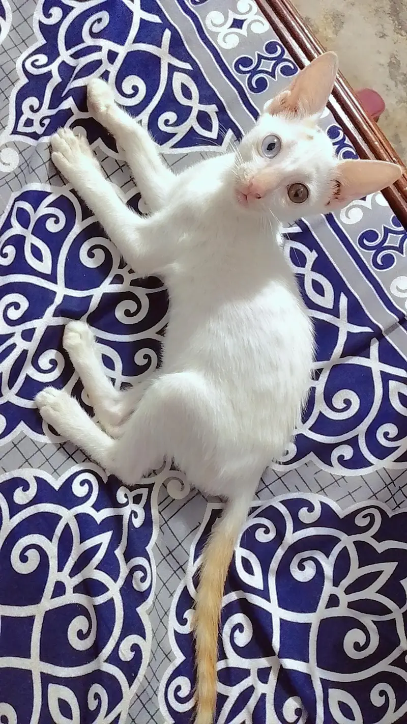 Beautiful white female kitten with unique blue and golden eyes — photo 2