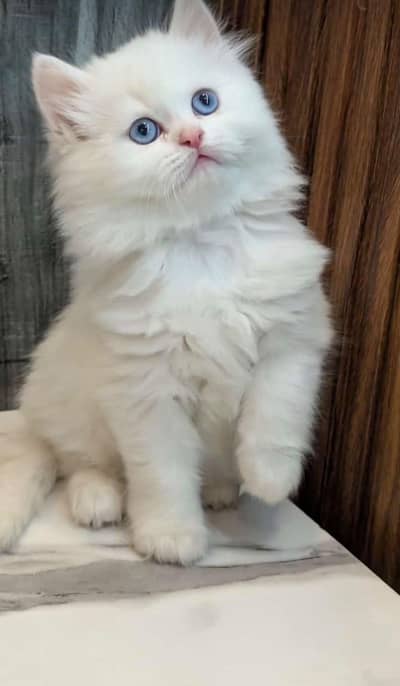 Low Price Kittens/White Persian Kitten/Cats/Male/Female