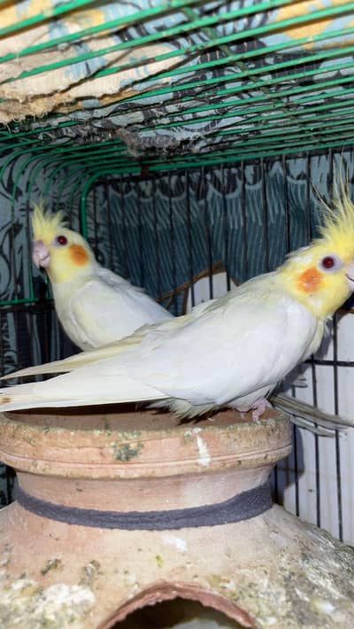 COCKTIEL BREADER PAIR FOR SALE