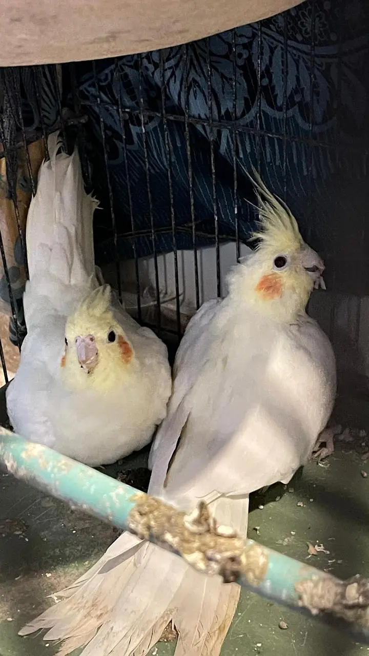 COCKTIEL BREADER PAIR FOR SALE — photo 2