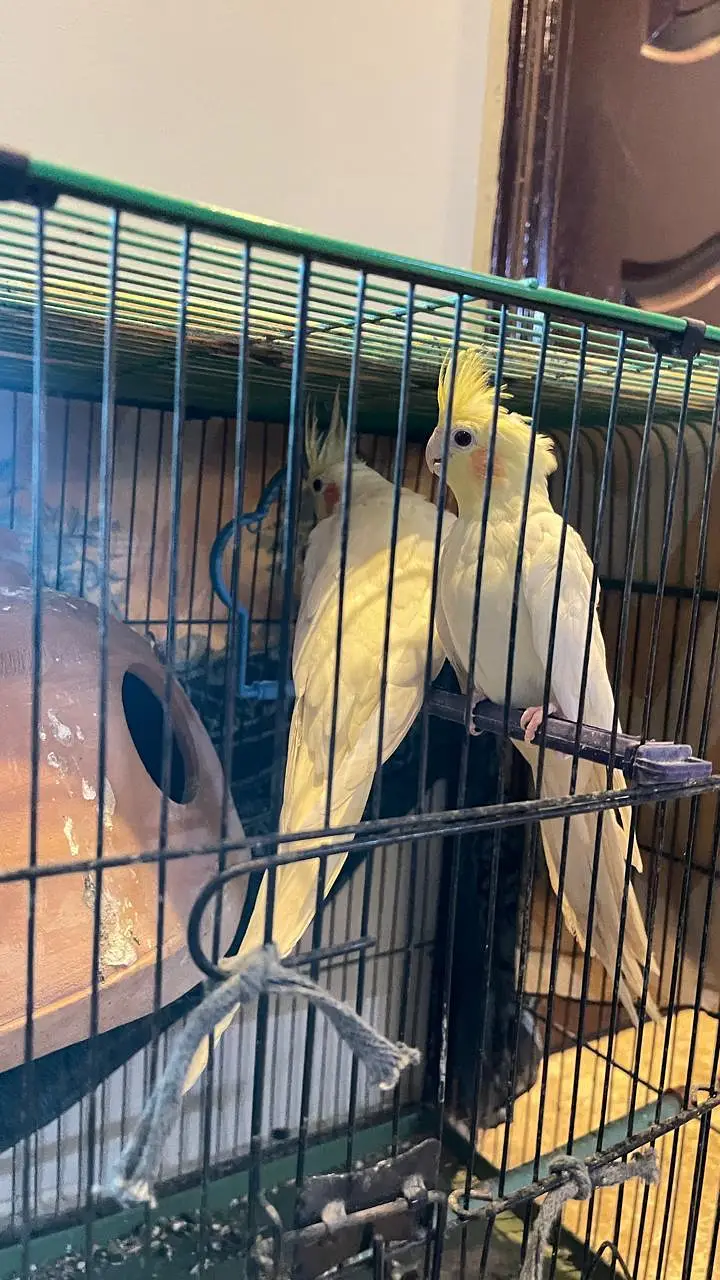 COCKTIEL BREADER PAIR FOR SALE — photo 5
