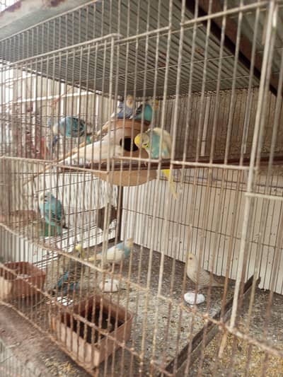 top quality budgies