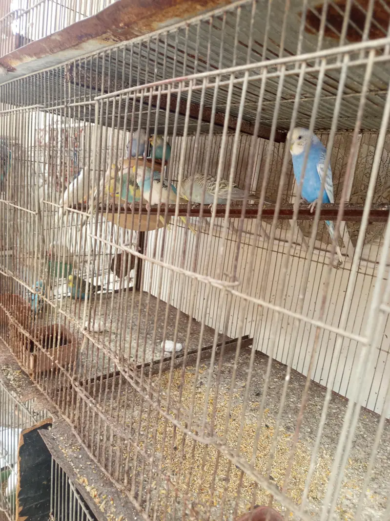 top quality budgies — photo 2