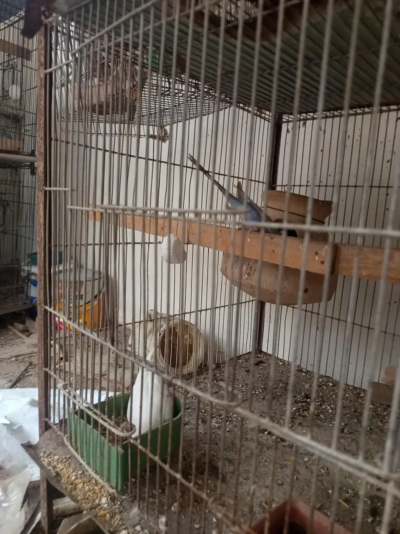 top quality budgies — photo 3