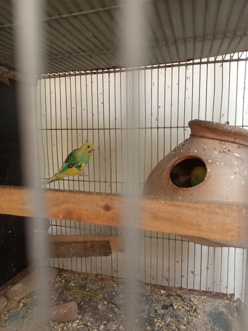 top quality budgies — photo 4
