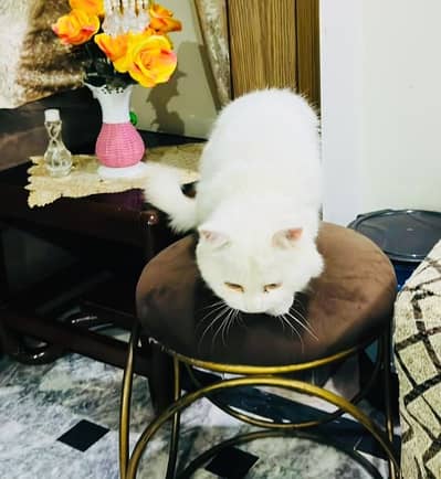 Persian