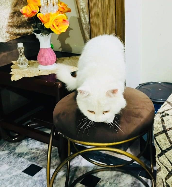 Persian 0