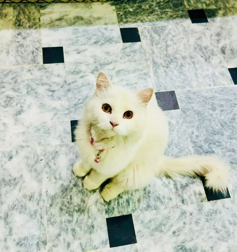 Persian — photo 2