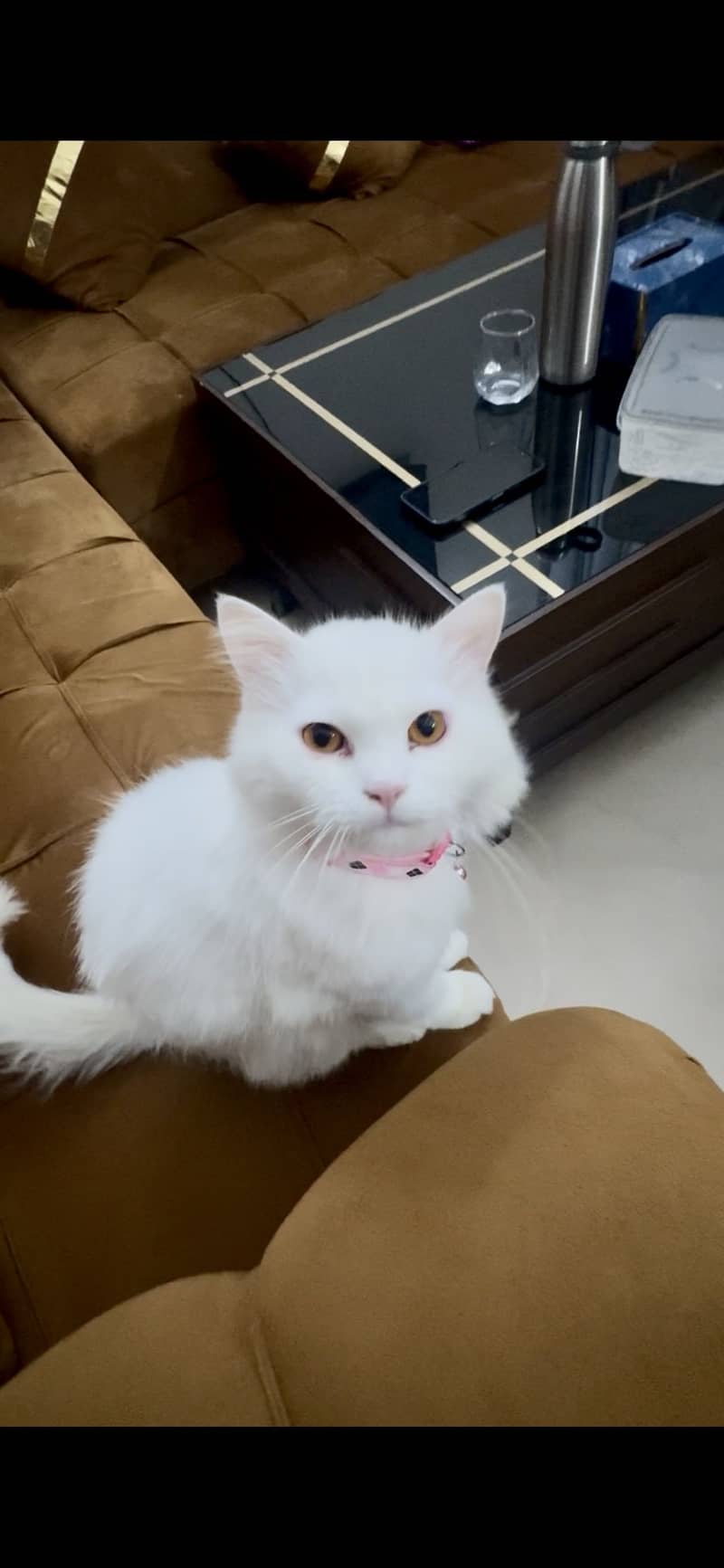 Persian 2