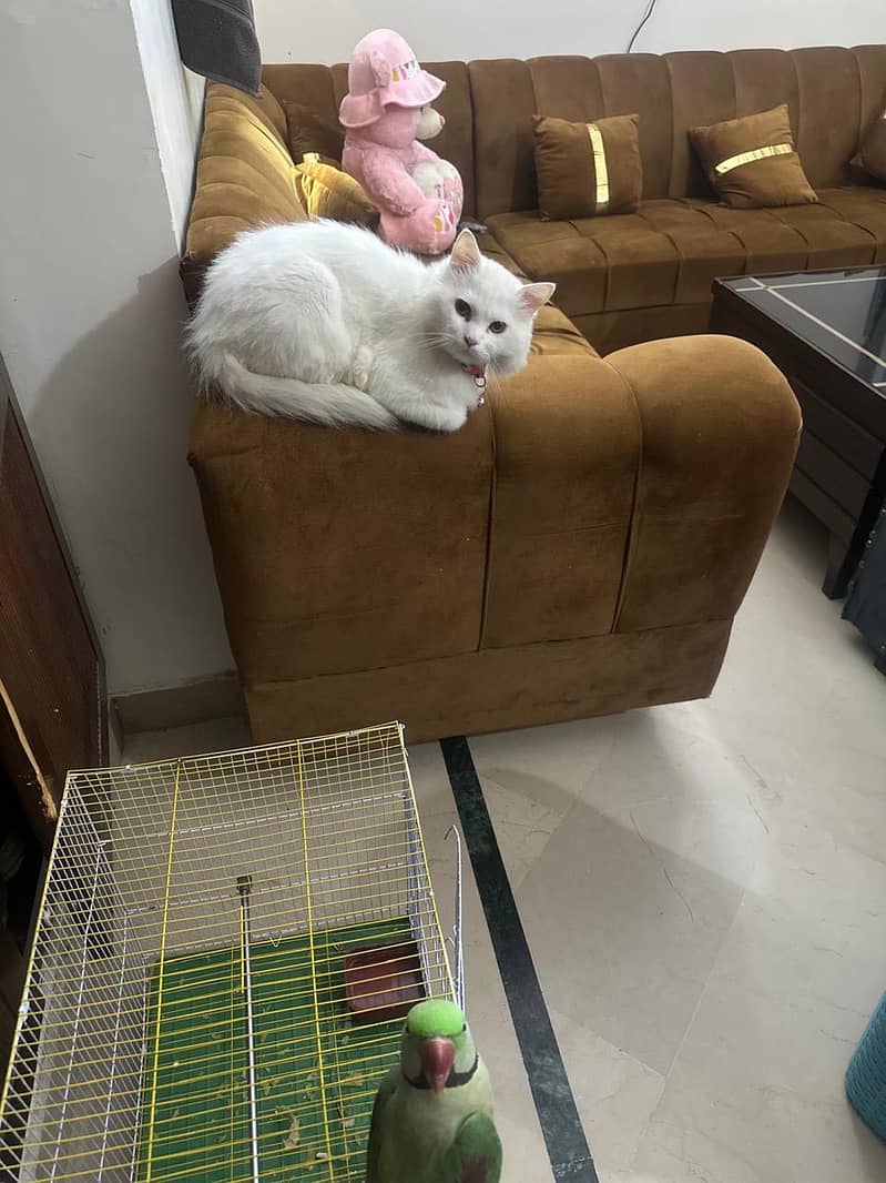 Persian 3