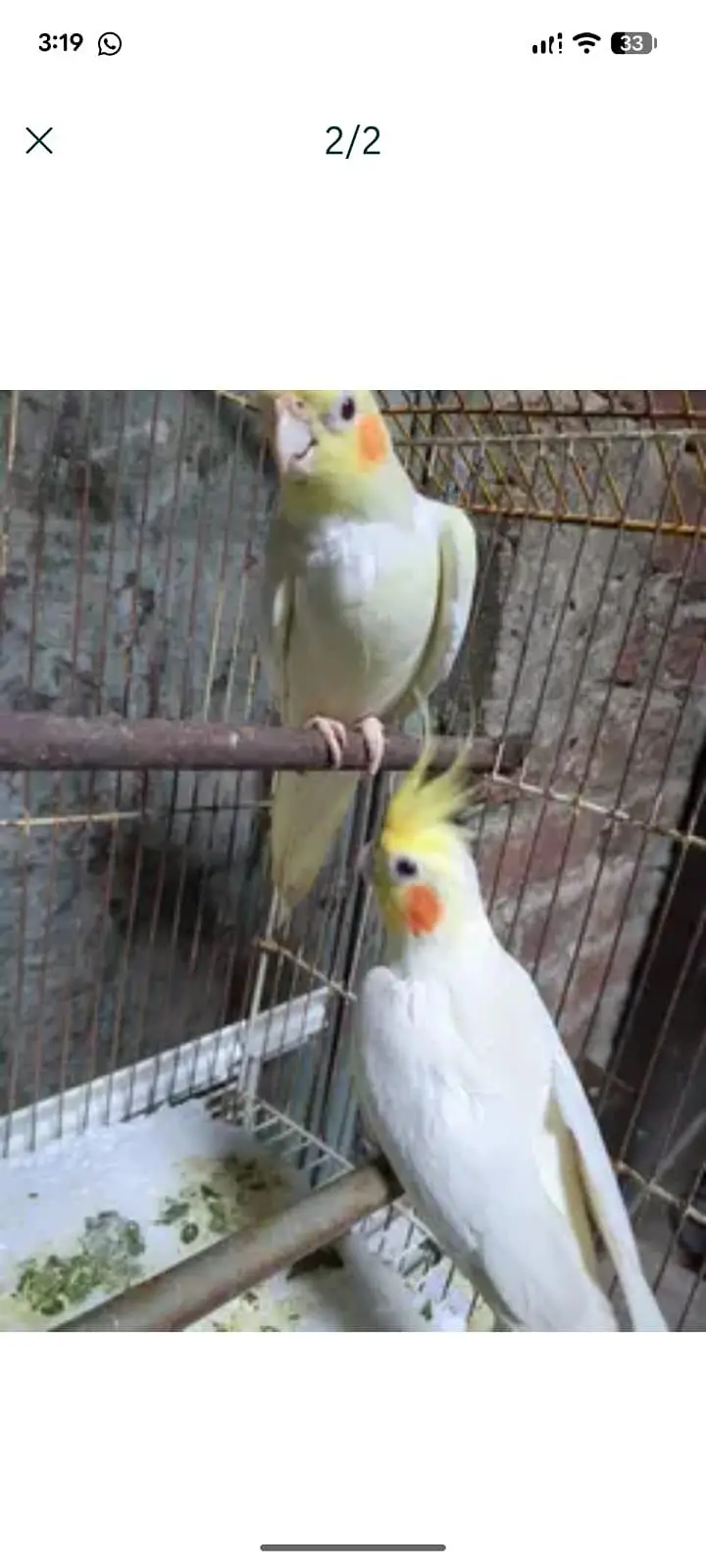 cockatiel — photo 2