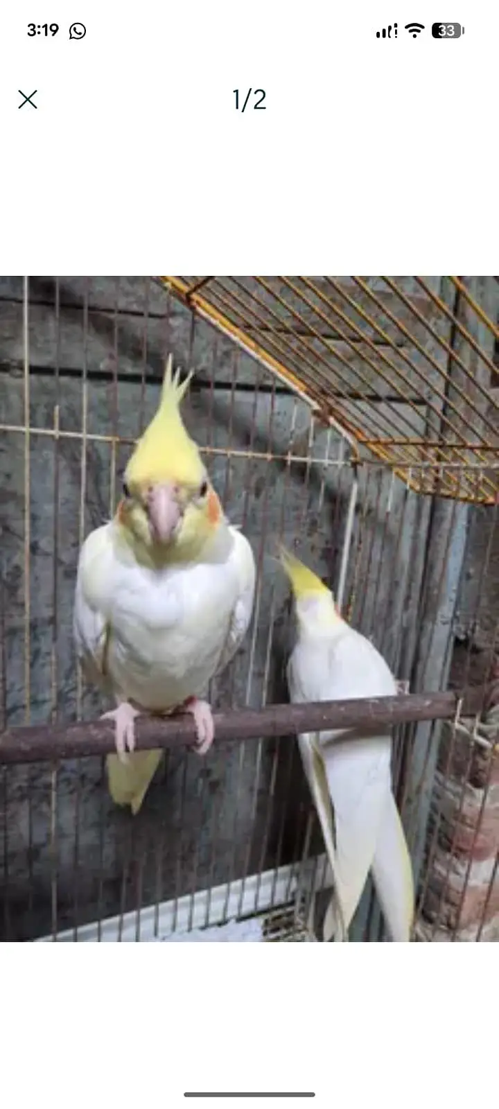 cockatiel — photo 4