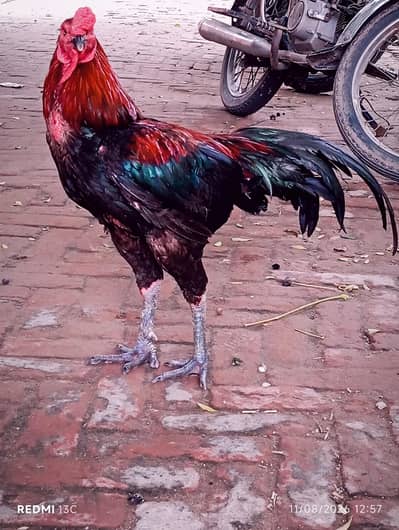 Thai barmi aseel