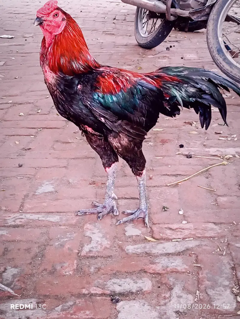 Thai barmi aseel — photo 2