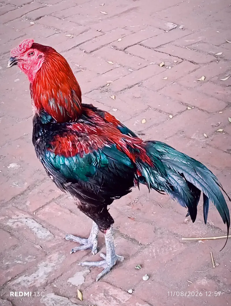 Thai barmi aseel — photo 4