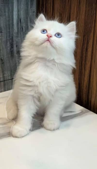 Low Price Kitten/ white Persian kitten/ Cats/ Male/ Female
