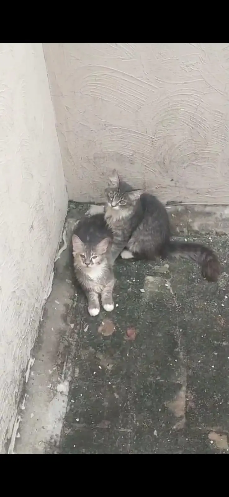 Persian cat baby — photo 5