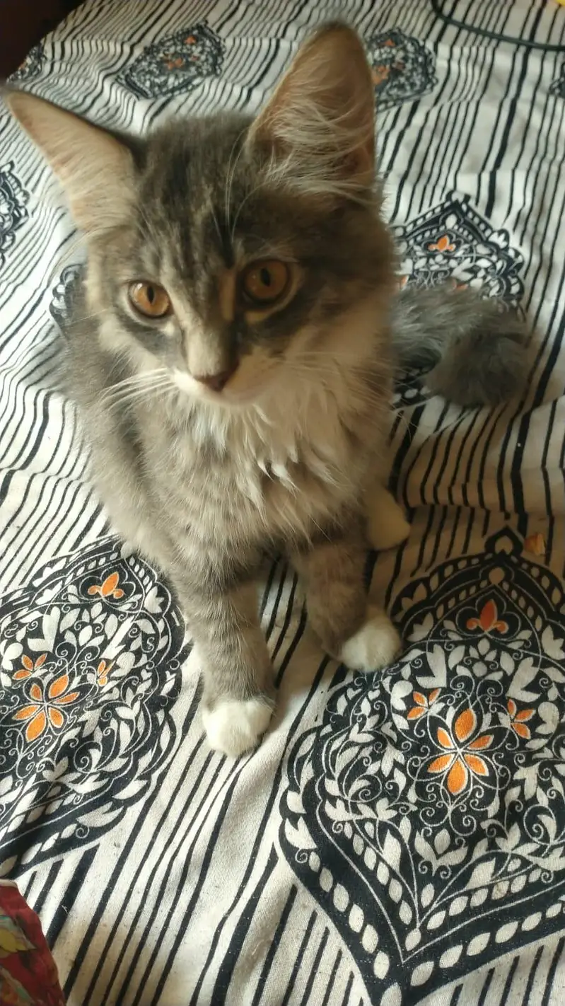 Persian cat baby — photo 6
